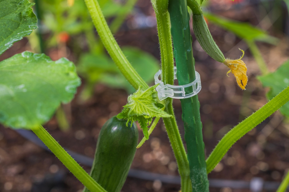 How to use Clips, Ties and Twine to Secure Plants in Your Garden - West ...