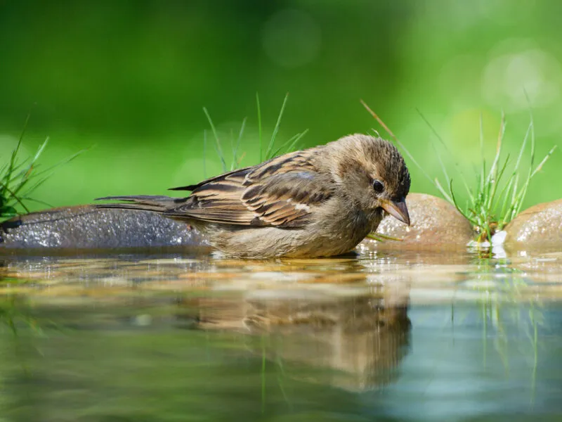 How to Attract Wild Birds to Your Garden and Keep Them Happy