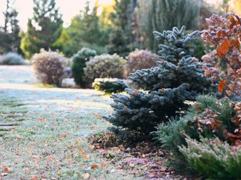 Preparing Your Garden for Winter: Ultimate Guide