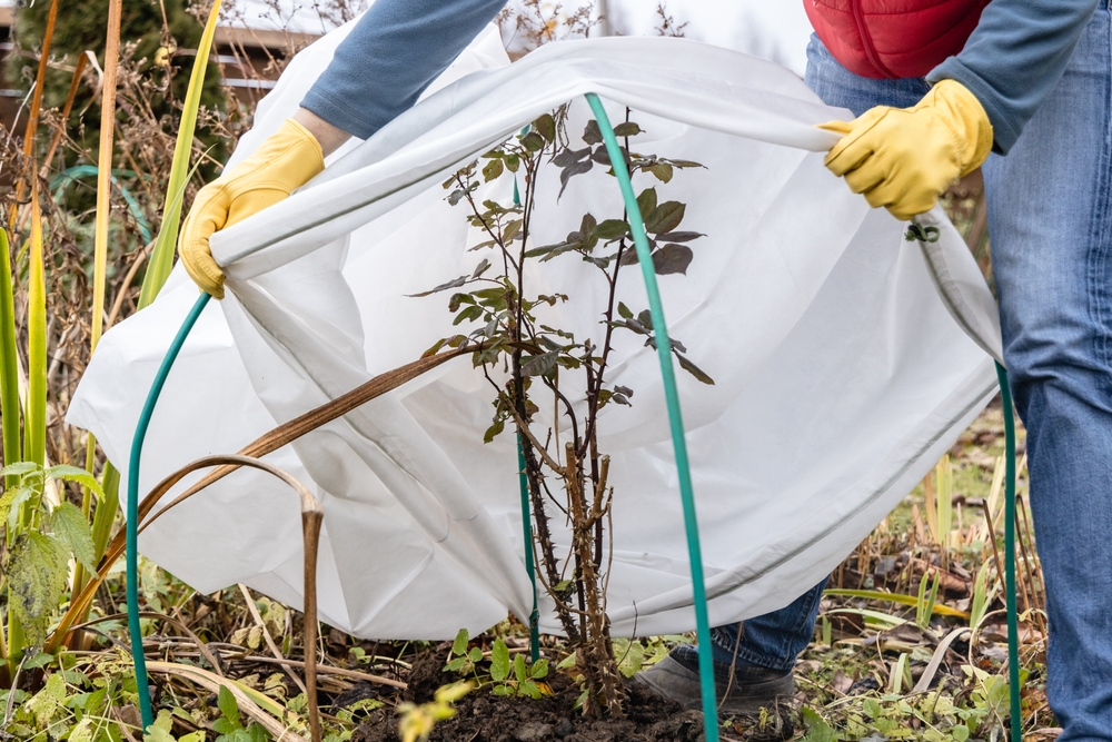 Essential Products for Winter Plant Protection